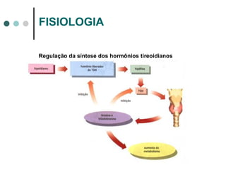 FISIOLOGIA Regulação da síntese dos hormônios tireoidianos 
