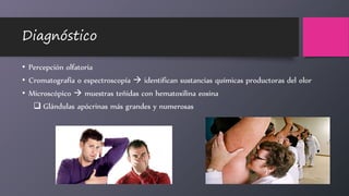 Diagnóstico
• Percepción olfatoria
• Cromatografía o espectroscopía  identifican sustancias químicas productoras del olor
• Microscópico  muestras teñidas con hematoxilina eosina
 Glándulas apócrinas más grandes y numerosas
 