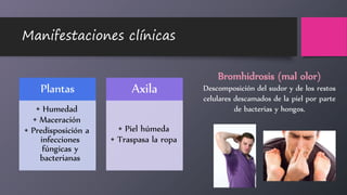 Manifestaciones clínicas
Plantas
• Humedad
• Maceración
• Predisposición a
infecciones
fúngicas y
bacterianas
Axila
• Piel húmeda
• Traspasa la ropa
Bromhidrosis (mal olor)
Descomposición del sudor y de los restos
celulares descamados de la piel por parte
de bacterias y hongos.
 