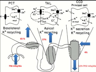 65 % 27% 
756 mEq/día 
4% 
12%92 mEq/día 
 