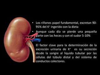 • Los riñones papel fundamental, excretan 90- 
95% del K+ ingerido con la dieta 
• Aunque cada día se pierde una pequeña 
parte con las heces y con el sudor 5-10% 
• El factor clave para la determinación de la 
excreción urinaria de K+ es su secreción 
desde la sangre al liquido tubular por las 
células del túbulo distal y del sistema de 
conductos colectores. 
 
