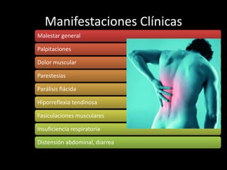 Manifestaciones Clínicas 
Malestar general 
Palpitaciones 
Dolor muscular 
Parestesias 
Parálisis flácida 
Hiporreflexia tendinosa 
Fasiculaciones musculares 
Insuficiencia respiratoria 
Distensión abdominal, diarrea 
 