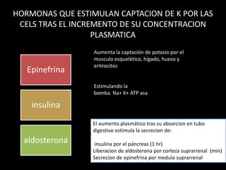 HORMONAS QUE ESTIMULAN CAPTACION DE K POR LAS 
CELS TRAS EL INCREMENTO DE SU CONCENTRACION 
PLASMATICA 
Epinefrina 
insulina 
aldosterona 
Aumenta la captación de potasio por el 
musculo esquelético, hígado, hueso y 
eritrocitos 
Estimulando la 
bomba Na+ K+ ATP asa 
El aumento plasmático tras su absorcion en tubo 
digestivo estimula la secrecion de: 
insulina por el páncreas (1 hr) 
Liberacion de aldosterona por corteza suprarrenal (min) 
Secrecion de epinefrina por medula suprarrenal 
 