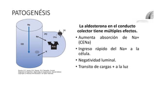 PATOGENÉSIS
La aldosterona en el conducto
colector tiene múltiples efectos.
• Aumenta absorción de Na+
(CENa)
• Ingreso rápido del Na+ a la
célula.
• Negatividad luminal.
• Transito de cargas + a la luz
 