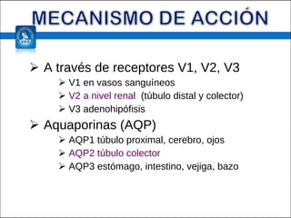 A través de receptores V1, V2, V3 V1 en vasos sanguíneos V2 a nivel renal  (túbulo distal y colector) V3 adenohipófisis Aquaporinas (AQP) AQP1 túbulo proximal, cerebro, ojos AQP2 túbulo colector AQP3 estómago, intestino, vejiga, bazo 