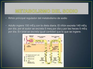 • Riñón principal regulador del metabolismo de sodio
• Adulto ingiere 150 mEq con la dieta diaria. El riñón excreta 140 mEq
por día, por el sudor se excreta 5 meq por día y por las heces 5 mEq
por día. En total se excreta igual cantidad que lo que se ingiere.
 