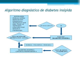 Algoritmo diagnóstico de diabetes insípida
 