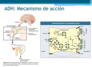 ADH: Mecanismo de acción
 