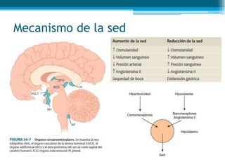 Mecanismo de la sed
 