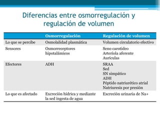 Diferencias entre osmorregulación y
regulación de volumen
Osmorregulación Regulación de volumen
Lo que se percibe Osmolalidad plasmática Volumen circulatorio efectivo
Sensores Osmorreceptores
hipotalámicos
Seno carotideo
Arteriola aferente
Aurículas
Efectores ADH SRAA
Sed
SN simpático
ADH
Péptido natriurético atrial
Natriuresis por presión
Lo que es afectado Excreción hídrica y mediante
la sed ingesta de agua
Excreción urinaria de Na+
 