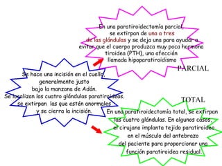 Se hace una incisión en el cuello,  generalmente justo bajo la manzana de Adán.  Se localizan las cuatro glándulas paratiroideas. se extirpan  las que estén anormales y se cierra la incisión.  En una paratiroidectomía parcial,  se extirpan de  una a tres de las glándulas  y se deja una para ayudar a  evitar que el cuerpo produzca muy poca hormona  tiroidea (PTH), una afección  llamada hipoparatiroidismo En una paratiroidectomía total, se extirpan  las cuatro glándulas. En algunos casos, el cirujano implanta tejido paratiroideo en el músculo del antebrazo  del paciente para proporcionar una función paratiroidea residual. PARCIAL TOTAL 