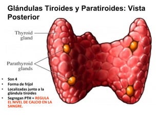 Son 4  Forma de frijol Localizadas junto a la glándula tiroides  Segregan PTH =  REGULA EL NIVEL DE CALCIO EN LA SANGRE.   Glándulas Tiroides y Paratiroides: Vista Posterior   