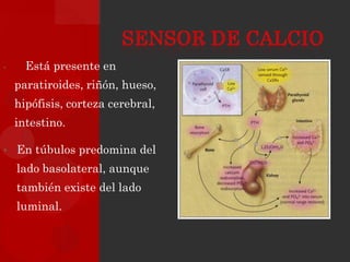 •     Está presente en
    paratiroides, riñón, hueso,
    hipófisis, corteza cerebral,
    intestino.

• En túbulos predomina del
    lado basolateral, aunque
    también existe del lado
    luminal.
 