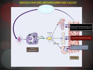 REGULACION DEL METABOLISMO DEL CALCIO

              CALCIO




                               MODIFICADO – NEJM- Volume 343 Number 25
 