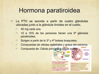 Hormona paratiroidea
La PTH se secreta a partir de cuatro glándulas
ubicadas junto a la glándula tiroides en el cuello.
40...