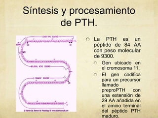 Síntesis y procesamiento
de PTH.
La PTH es un
péptido de 84 AA
con peso molecular
de 9300.
Gen ubicado en
el cromosoma 11....