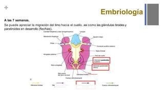 +
A las 7 semanas.
Se puede apreciar la migración del timo hacia el cuello, asi como las glándulas tiroides y
paratiroides en desarrollo (flechas).
Embriología
 