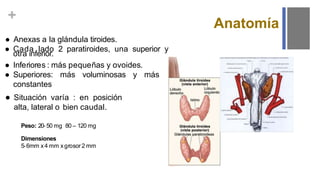 +
Anatomía
● Anexas a la glándula tiroides.
● Cada lado 2 paratiroides, una superior y
otra inferior.
● Inferiores : más pequeñas y ovoides.
● Superiores: más voluminosas y más
constantes
● Situación varía : en posición
alta, lateral o bien caudal.
Peso: 20- 50 mg 80 – 120 mg
Dimensiones
5-6mm x4 mm xgrosor 2 mm
 