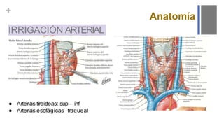 +
● Arterias tiroideas: sup – inf
● Arterias esofágicas -traqueal
IRRIGACIÓN ARTERIAL
Anatomía
 