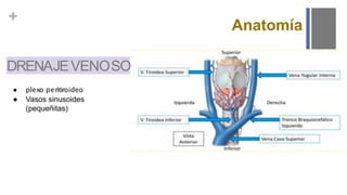 +
● plexo peritiroideo
● Vasos sinusoides
(pequeñitas)
DRENAJEVENOSO
Anatomía
 