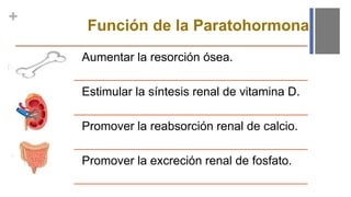 +
Función de la Paratohormona
Aumentar la resorción ósea.
Estimular la síntesis renal de vitamina D.
Promover la reabsorción renal de calcio.
Promover la excreción renal de fosfato.
 