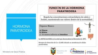 República del
Ecuador
Ministerio de Salud Pública
HORMONA
PARATIROIDEA
 