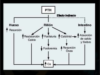 Hiperparatiroidismo secundario
Se caracteriza por hipersecreción de PTH secundaria
     a una resistencia parcial a las ac...