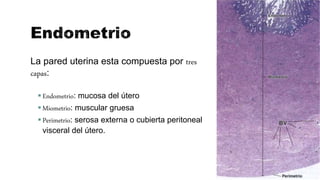 La pared uterina esta compuesta por tres
capas:
Endometrio: mucosa del útero
Miometrio: muscular gruesa
Perimetrio: serosa externa o cubierta peritoneal
visceral del útero.
 