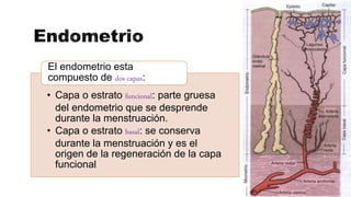 • Capa o estrato funcional: parte gruesa
del endometrio que se desprende
durante la menstruación.
• Capa o estrato basal: se conserva
durante la menstruación y es el
origen de la regeneración de la capa
funcional
El endometrio esta
compuesto de dos capas:
 