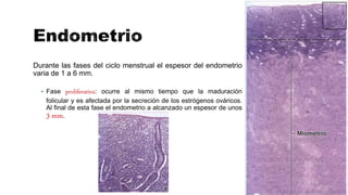 Durante las fases del ciclo menstrual el espesor del endometrio
varia de 1 a 6 mm.
 Fase proliferativa: ocurre al mismo tiempo que la maduración
folicular y es afectada por la secreción de los estrógenos ováricos.
Al final de esta fase el endometrio a alcanzado un espesor de unos
3 mm.
 