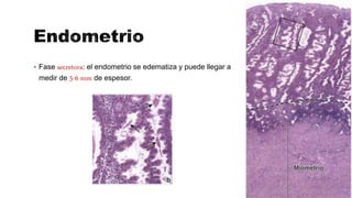  Fase secretora: el endometrio se edematiza y puede llegar a
medir de 5-6 mm de espesor.
 