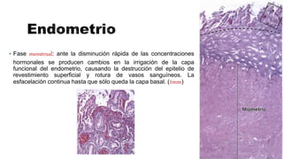  Fase menstrual: ante la disminución rápida de las concentraciones
hormonales se producen cambios en la irrigación de la capa
funcional del endometrio, causando la destrucción del epitelio de
revestimiento superficial y rotura de vasos sanguíneos. La
esfacelación continua hasta que sólo queda la capa basal. (1mm)
 