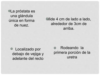 La próstata es
una glándula
única en forma
de nuez.
Mide 4 cm de lado a lado,
alrededor de 3cm de
arriba.
Localizado por
debajo de vejiga y
adelante del recto
Rodeando la
primera porción de la
uretra
 