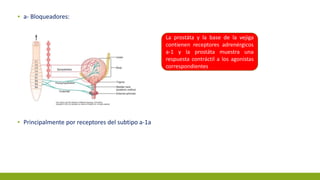 ▪ a- Bloqueadores:
▪ Principalmente por receptores del subtipo a-1a
La prostáta y la base de la vejiga
contienen receptores adrenérgicos
a-1 y la prostáta muestra una
respuesta contráctil a los agonistas
correspondientes
 