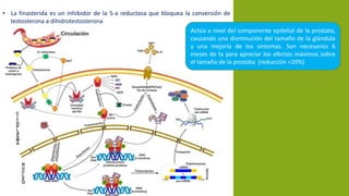 • La finasterida es un inhibidor de la 5-a reductasa que bloquea la conversión de
testosterona a dihidrotestosterona
Actúa a nivel del componente epitelial de la prostata,
causando una disminución del tamaño de la glándula
y una mejoría de los síntomas. Son necesarios 6
meses de tx para apreciar los efectos máximos sobre
el tamaño de la prostáta (reducción <20%)
 