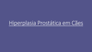 Hiperplasia Prostática em Cães
 
