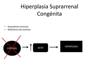Hiperplasia Suprarrenal
Congénita
• Autosómica recesiva
• Deficiencia de enzimas

CORTISOL

ACTH

HIPERPLASIA

 