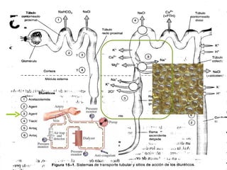 16                     13/04/2012




Eliminación del potasio
 Diuréticos   de asa: furosemida

 Resinas   de intercambio iónico

 Hemodiálisis




                                    Patricia Escalera Martín
                                     Jaime Domínguez Píriz
 