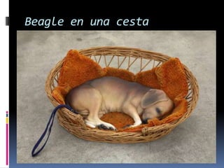 Beagle en una cesta
 