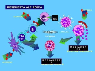 RESPUESTA ALÉRGICA exceso Fibro EOTAXINAS TNFa, IL4 REACCIÓN INMEDIATA M E D I A D O R E S IL-5   IL-4   IL-13 II Th2 CD4+ II CPA CelP IgE B CC CC ALERGENO ALERGENO ALERGENO Eo REACCIÓN TARDÍA M E D I A D O R E S IL-5 