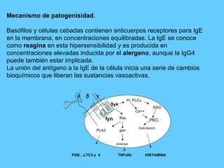Mecanismo de patogenisidad . Basófilos y células cebadas contienen anticuerpos receptores para IgE en la membrana, en concentraciones equilibradas. La IgE se conoce como  reagina  en esta hipersensibilidad y es producida en concentraciones elevadas inducida por el  alergeno , aunque la IgG4 puede también estar implicada.  La unión del antígeno a la IgE de la célula inicia una serie de cambios bioquímicos que liberan las sustancias vasoactivas. exocitosis       γ Syk fyn PLA2 Ras Pi- PLC γ DAG Ca++ PKC fosforilación gen citokinas PGE…LTC3 y  4  TNFalfa  HISTAMINA 