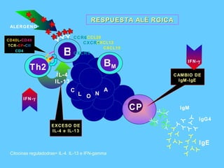 Citocinas reguladodras= IL-4. IL-13 e IFN-gamma ALERGENO C L O N A B B M CP Th2   IL-4   IL-13 IgM IgG4 IgE IFN-  RESPUESTA ALÉRGICA CCR6 CXCR4  CXCR5 EXCESO DE IL-4 e IL-13 CAMBIO DE  IgM-IgE IFN-  CXCL12 CCL20 CXCL15 CD40L - CD40 TCR- EP - CII CD4 