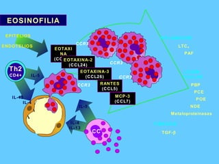 CCR3 CCR3 CCR3 IL-5   IL-4   IL-13 MCP-3 (CCL7) EOTAXINA (CCL11) RANTES (CCL5) EOTAXINA-2 (CCL24) EOTAXINA-3 (CCL26) IL-5   IL-13   IL-4 Th2 CD4+ CC INFLAMACIÓN LTC 4 PAF FIBROSIS TGF-  EOSINOFILIA LESIÓN  TISULAR PBP PCE POE NDE Metaloproteinasas EPITELIOS ENDOTELIOS  VCAM-1 VLA-4 CCR3 