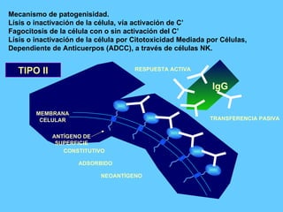 Mecanísmo de patogenisidad. Lísis o inactivación de la célula, vía activación de C’ Fagocitosis de la célula con o sin activación del C’ Lísis o inactivación de la célula por Citotoxicidad Mediada por Células, Dependiente de Anticuerpos (ADCC), a través de células NK. TIPO II IgG CONSTITUTIVO MEMBRANA CELULAR ANTÍGENO DE SUPERFICIE ADSORBIDO NEOANTÍGENO MEMBRANA CELULAR ANTÍGENO DE SUPERFICIE RESPUESTA ACTIVA TRANSFERENCIA PASIVA 