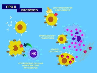 CITOTÓXICO C3b C3b C3b CITOTOXICIDAD POR COMPLEMENTO FcR FcR FcR CR CR C3b C3b C3b C3b C3b C3b FcR CR FcR CR FcR CR FcR CR FcR CR FcR FcR OPSONIZACIÓN Y FAGOCITOSIS ATAQUE CITOTÓXICO FcR FcR CR CR FcR CR NK FasL FasL C3b C3b C3b C3b Fas CITOTOXICIDAD CELULAR DEPENDIENTE DE ANTICUERPOS TIPO II IgG 