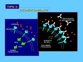 RECEPTOR LIGANDO SEБL SEБL CAMBIO FISIOLOGICO ANTICUERPOS ANTI-RECEPTOR AUSENCIA DE SEБL SIN CAMBIO FISIOLOGICO CITONEUTRALIZANTE CITONEUTRALIZANTE TIPO II TIPO II 