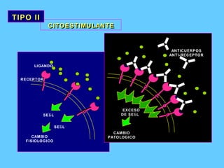 CITOESTIMULANTE CITOESTIMULANTE TIPO II TIPO II RECEPTOR LIGANDO SEБL SEБL CAMBIO FISIOLOGICO ANTICUERPOS ANTI-RECEPTOR EXCESO DE SEБL CAMBIO PATOLOGICO 