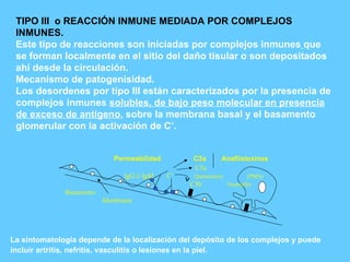 TIPO III  o REACCIÓN INMUNE MEDIADA POR COMPLEJOS INMUNES. Este tipo de reacciones son iniciadas por complejos inmunes   que se forman localmente en el sitio del daño tisular o son depositados ahí desde la circulación. Mecanísmo de patogenisidad. Los desordenes por tipo III están caracterizados por la presencia de  complejos inmunes  solubles, de bajo peso molecular en presencia de exceso de antígeno , sobre la membrana basal y el basamento glomerular con la activación de C’. La sintomatologia depende de la localización del depósito de los complejos y puede incluir artritis, nefritis, vasculitis o lesiones en la piel . C5a IgG ó IgM  C’  Quimiotaxis   (PMN) C3b  Neutrofilo Basamento Membrana Permeabilidad  C3a  Anafilatoxinas   