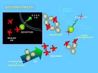 MEDIADOR MEDIADOR RECEPTOR E F E C T O SECUESTRO CAMBIO  CONFORMACIONAL NEUTRALIZANTES CÉLULA BLANCO IgG AUTOANTICUERPOS NEUTRALIZANTES E F E C T O 