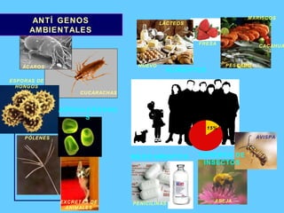 ANTÍGENOS AMBIENTALES AEROALERGENOS PÓLENES ESPORAS DE HONGOS ÁCAROS CUCARACHAS EXCRETAS DE ANIMALES 15% ABEJA AVISPA VENENOS DE INSECTOS ALIMENTOS CACAHUATE PESCADO MARISCOS HUEVO LÁCTEOS FRESA MEDICAMENTOS PENICILINAS 
